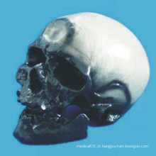 Crommen Ann Human Skull Brain Anatomical Model